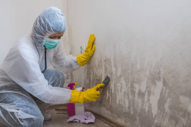 Best White Mold Remediation in Corrales, NM