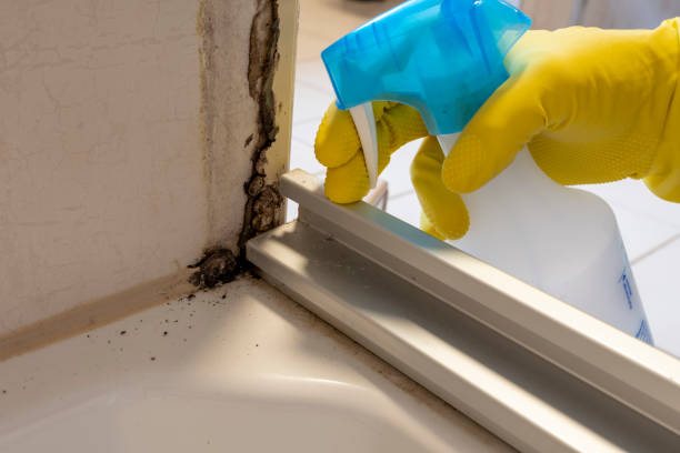 Best Bathroom Mold Remediation in Corrales, NM